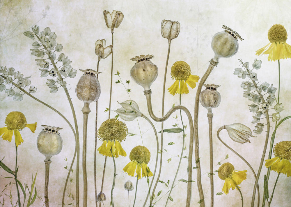 Klaprozen en Helenium | Poster