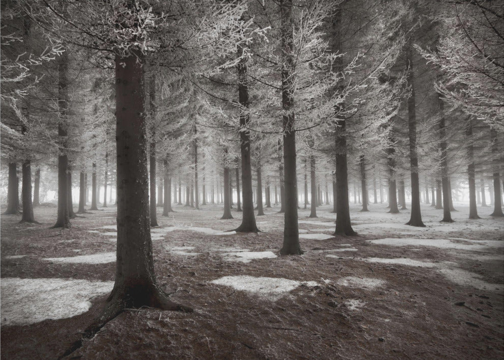Het begin van de winter | Behang
