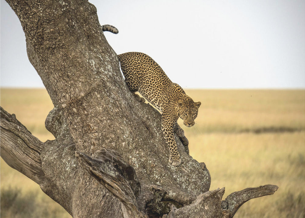 Luipaard - Serengheti, Tanzania | Canvas