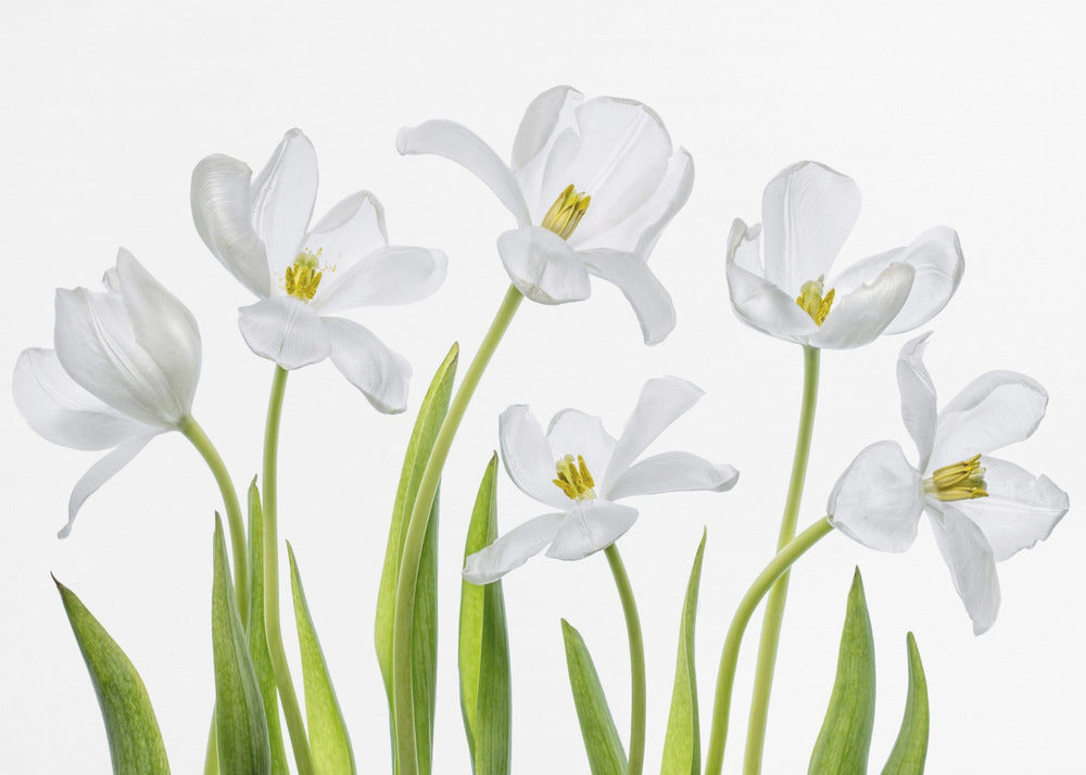Witte Tulpen | Canvas