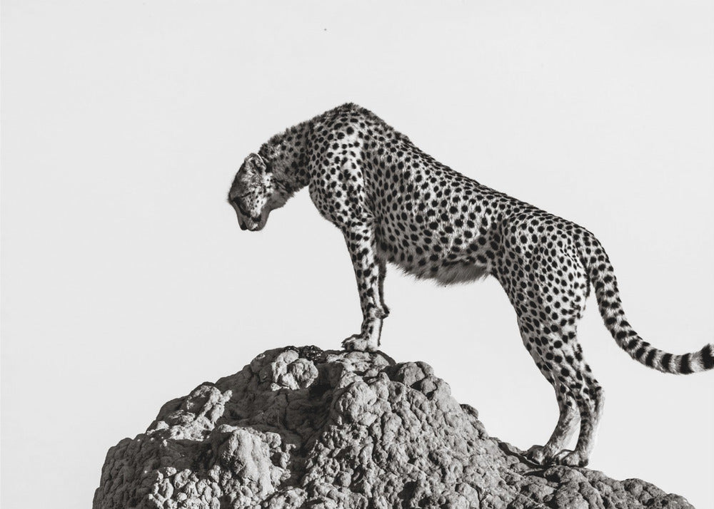 de jager | Canvas