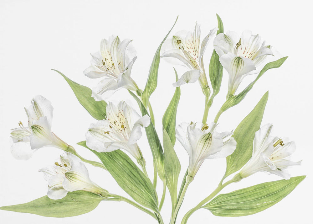Alstroemeria | Canvas