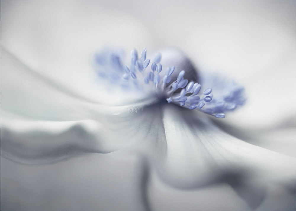 Anemoongeest | Canvas