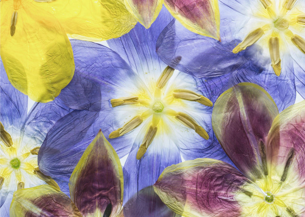 Tulpen | Canvas