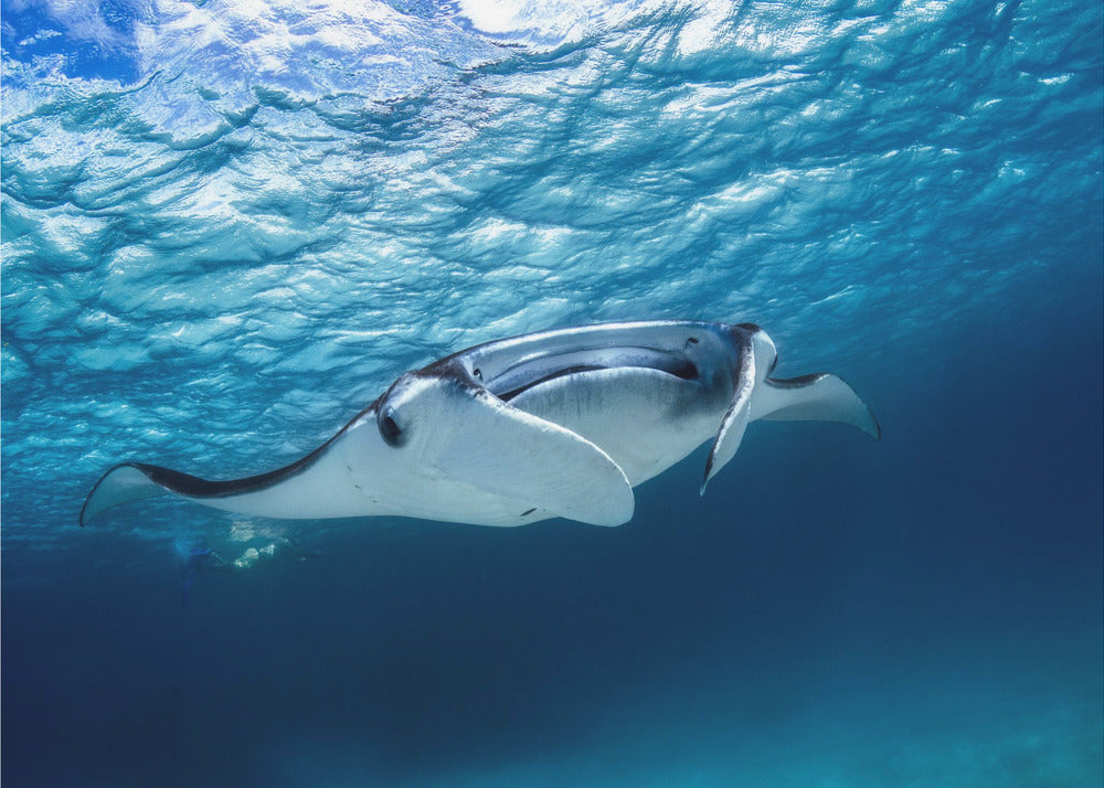 Mantarog | Canvas