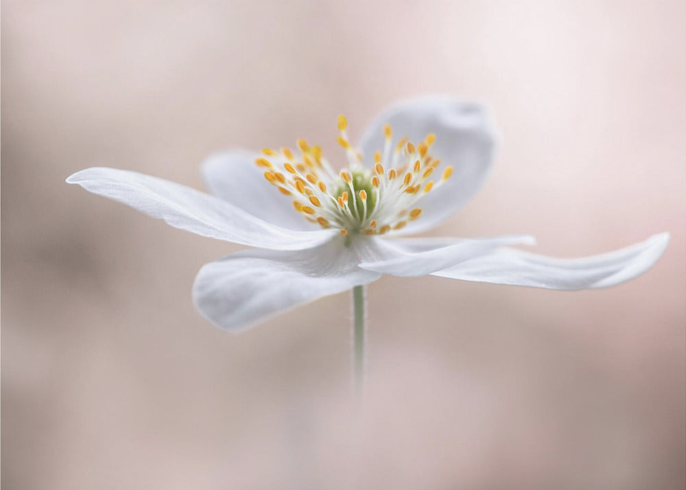 Anemone Nemorosa | Canvas