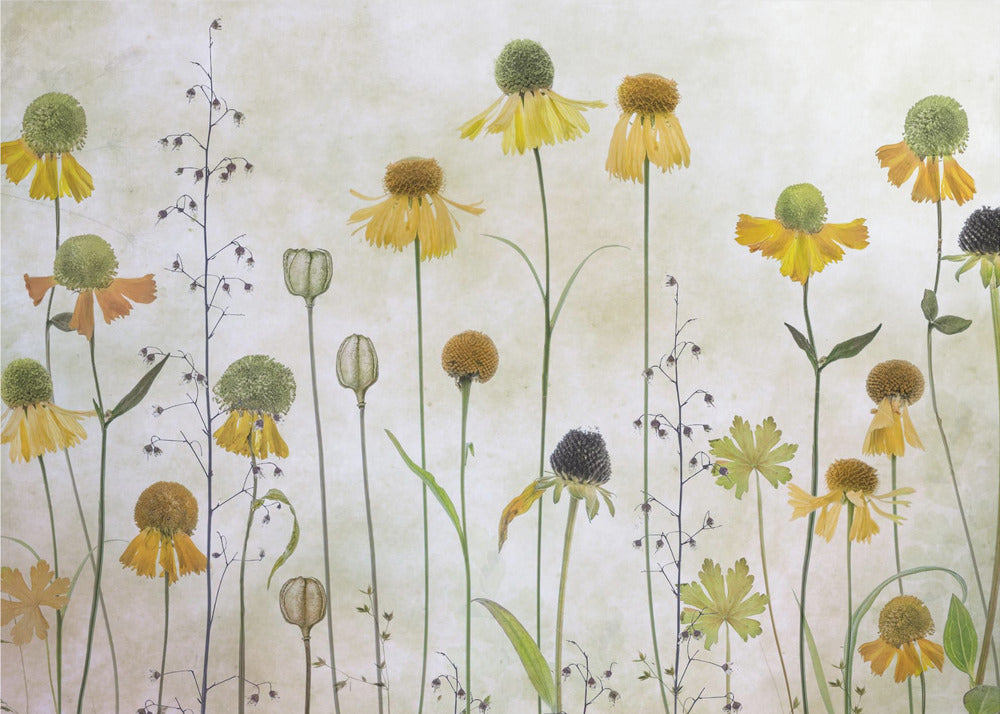 Helenium | Behang