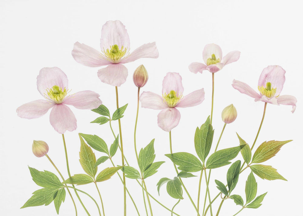 Clematis | Canvas