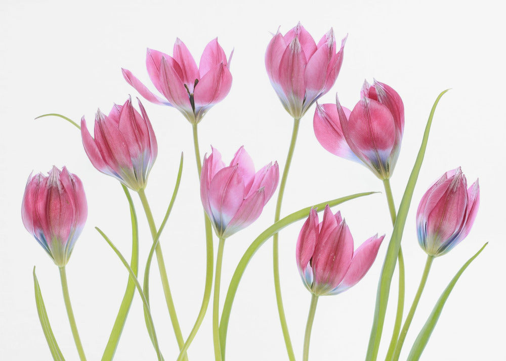 Tulp blush | Canvas