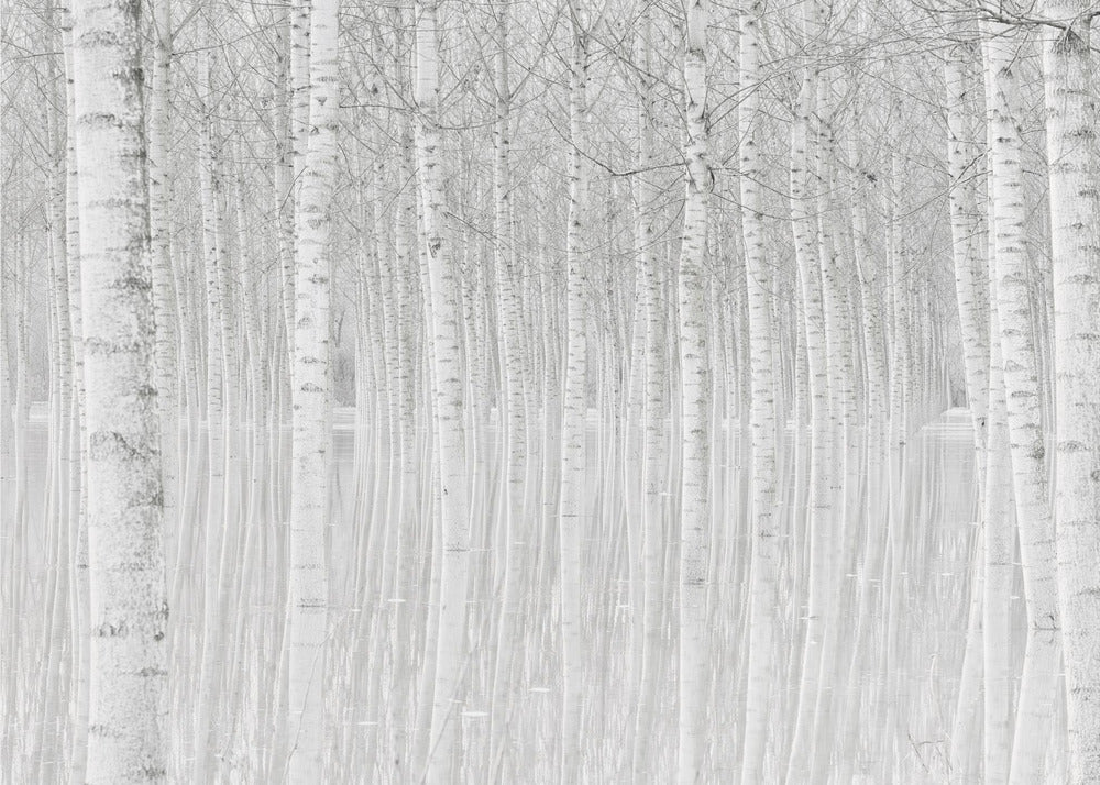 Trees | Canvas