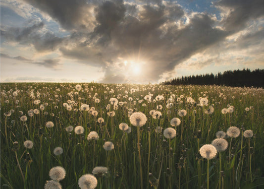 Gloeilampen | Behang
