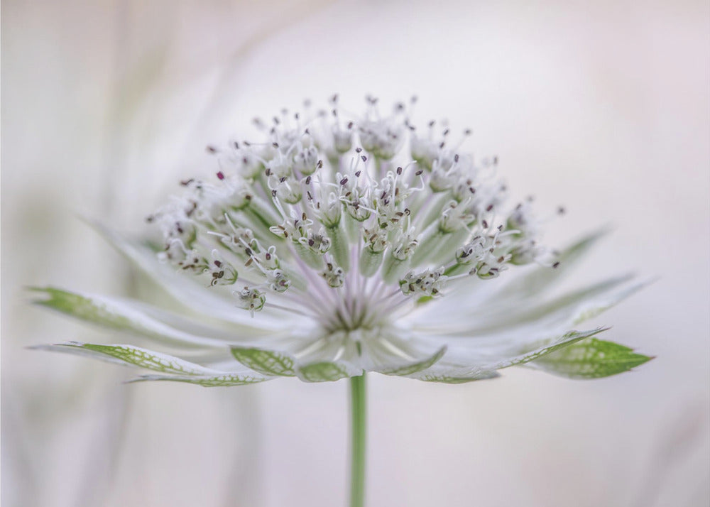Astrantia | Canvas