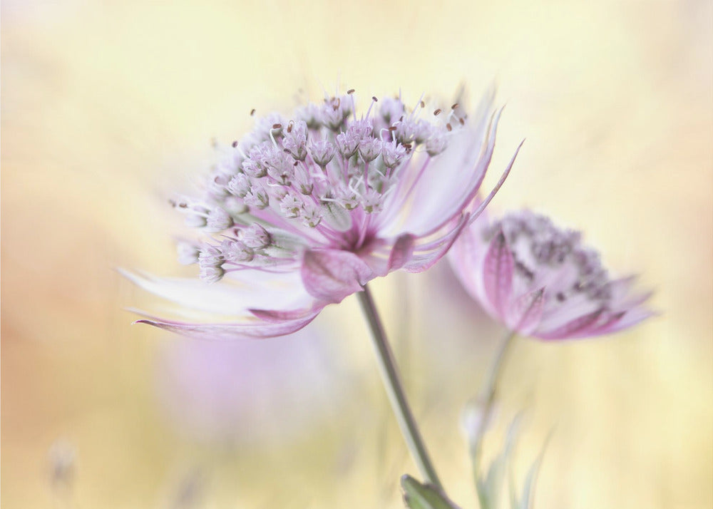 Roze Astrantia | Canvas
