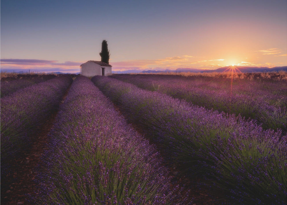 Provence Lavendel | Canvas