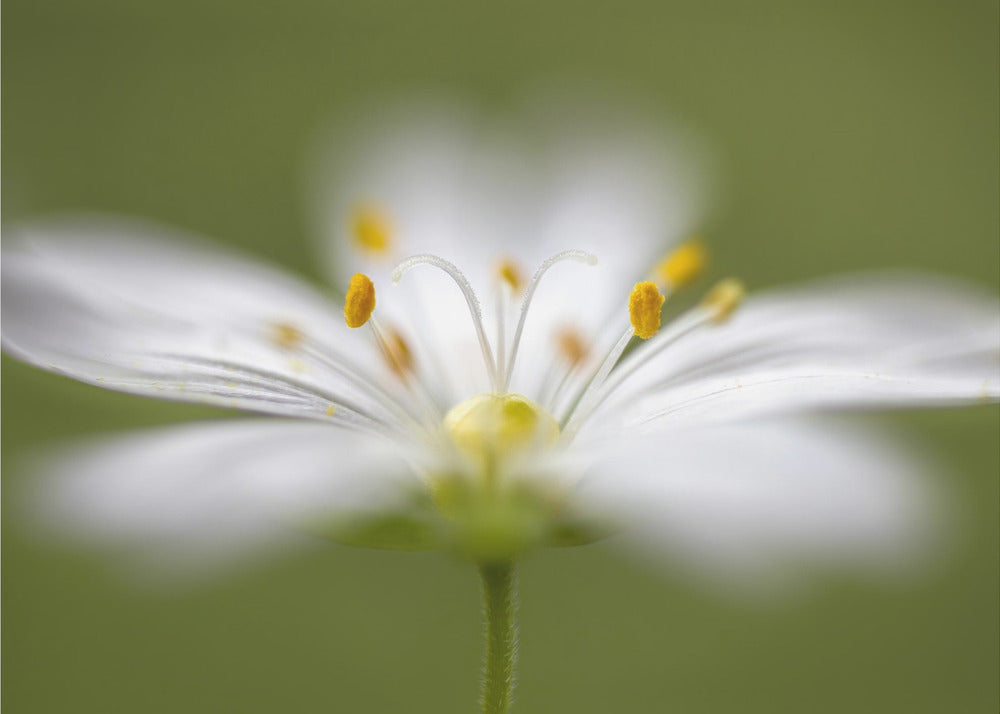 Zachtjes Stitchwort | Canvas