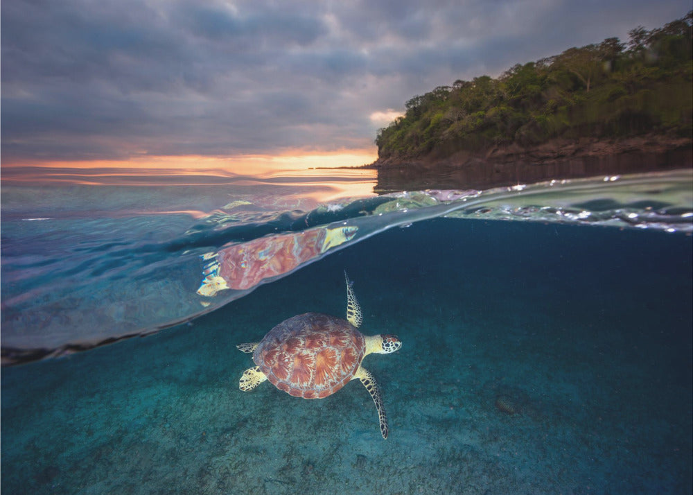 Groene schildpad met zonsondergang | Canvas