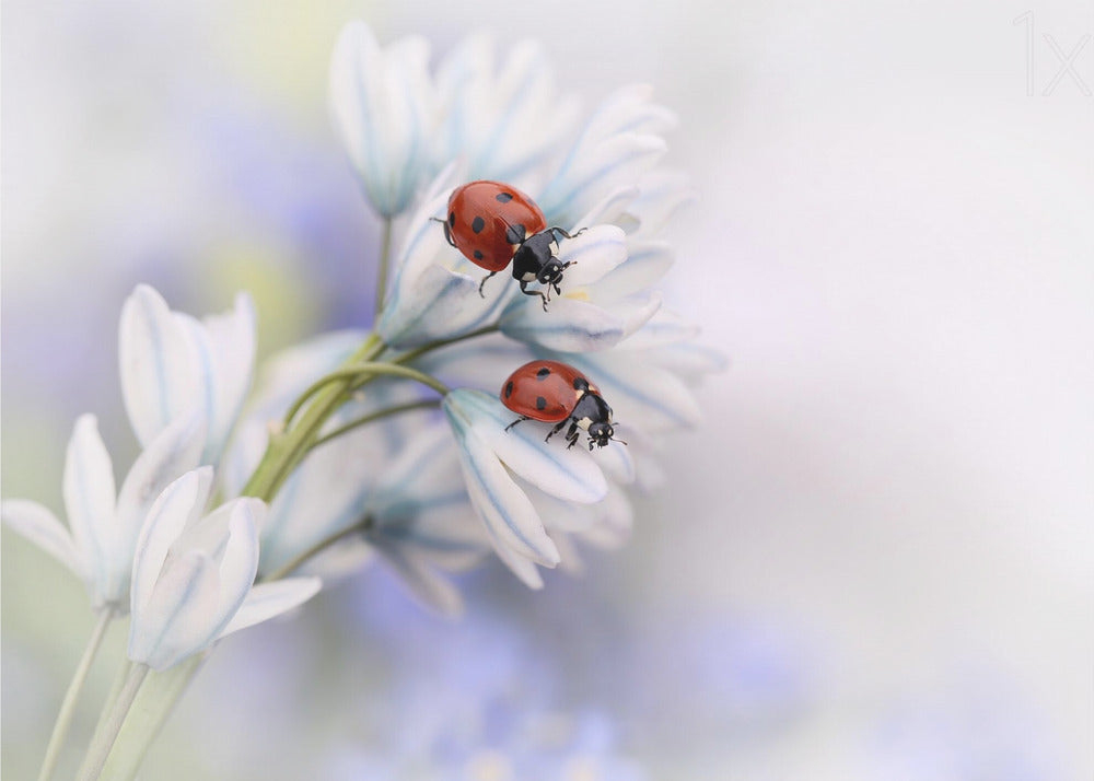Lieveheersbeestjes | Canvas