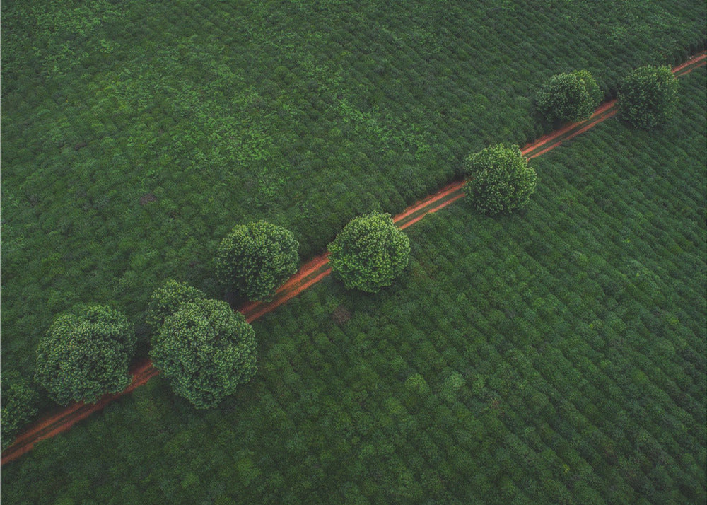 Groene Parels | Behang