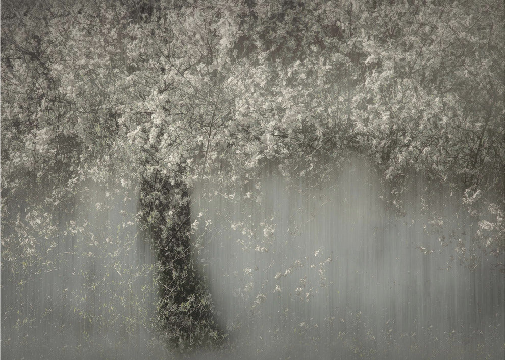 Witte bloesem | Canvas