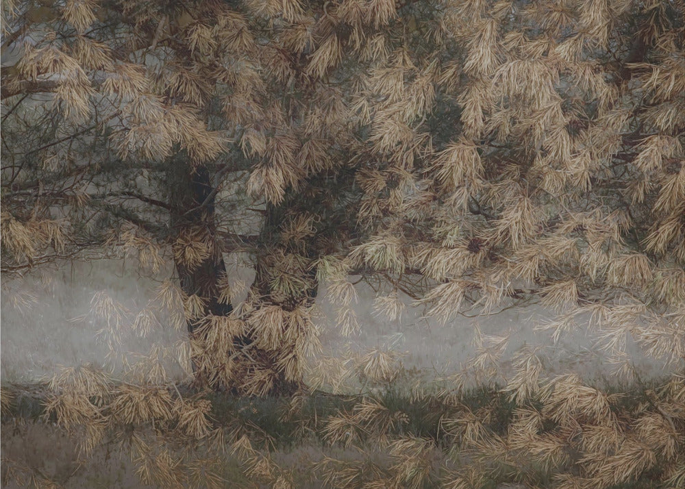 Pijnboom | Canvas
