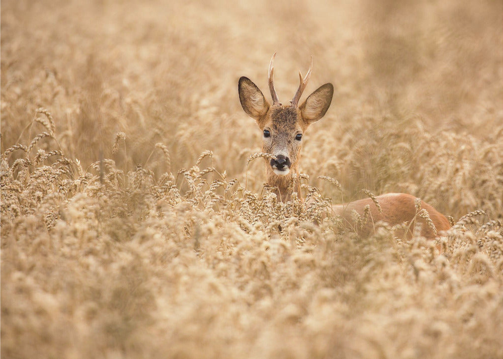 Hert in het veld | Behang