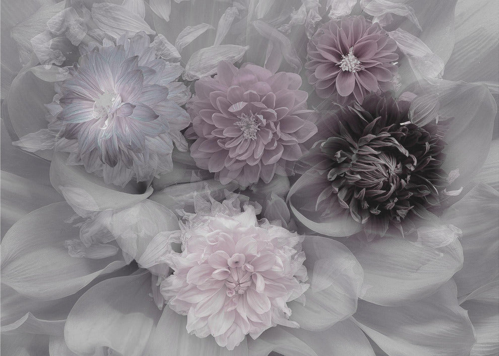 Dahlia droom | Poster