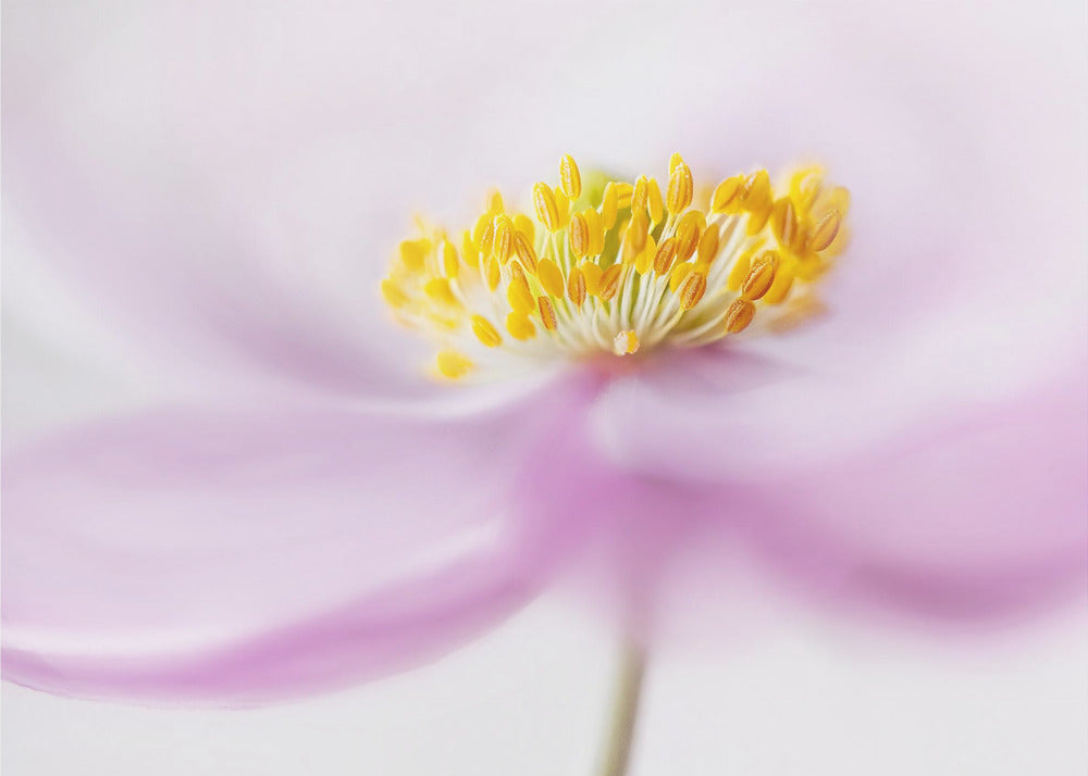 *Anemone* | Canvas