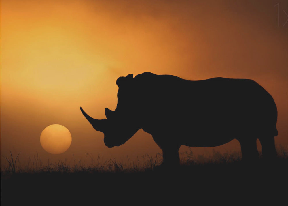 Neushoorn Zonsopgang | Canvas