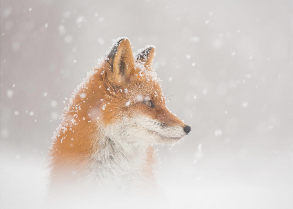 Er valt sneeuw... | Achtergrond