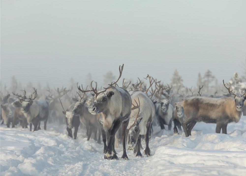 Reindeers | Canvas