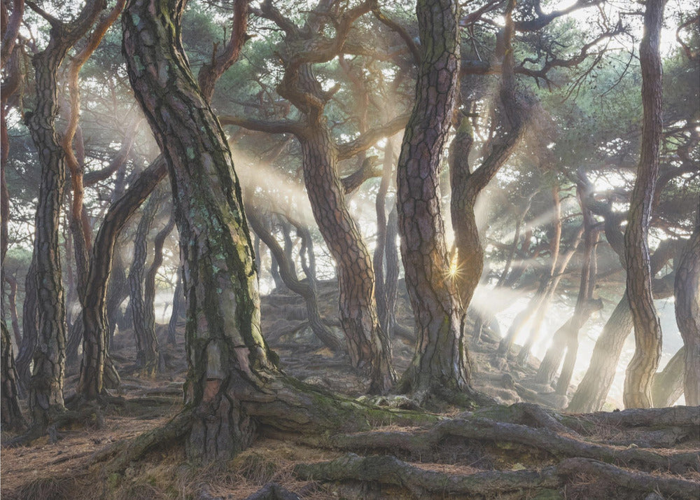 Sacred Pine Trees | Poster