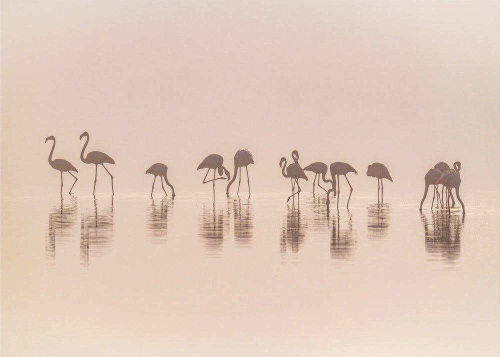 Flamingo's in de mist | Behang