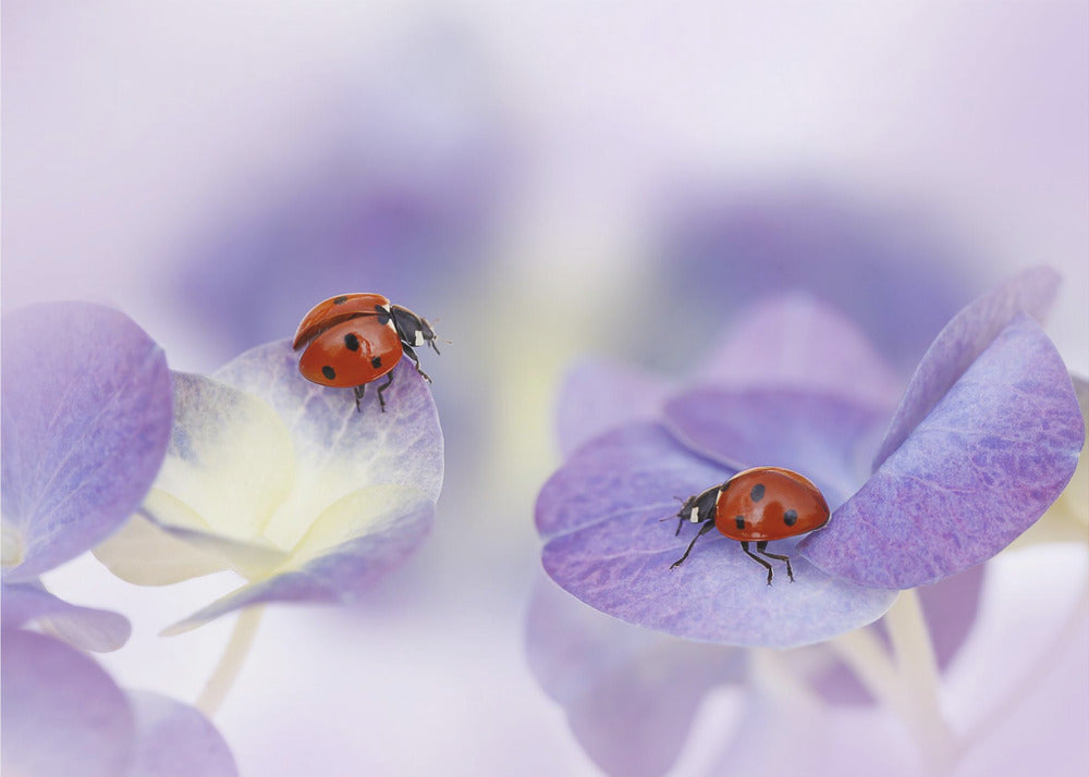 Rood en paars | Behang