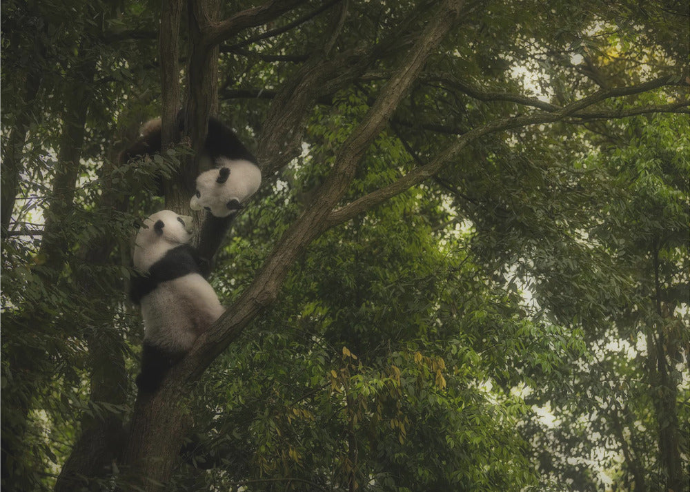 Panda | Achtergrond