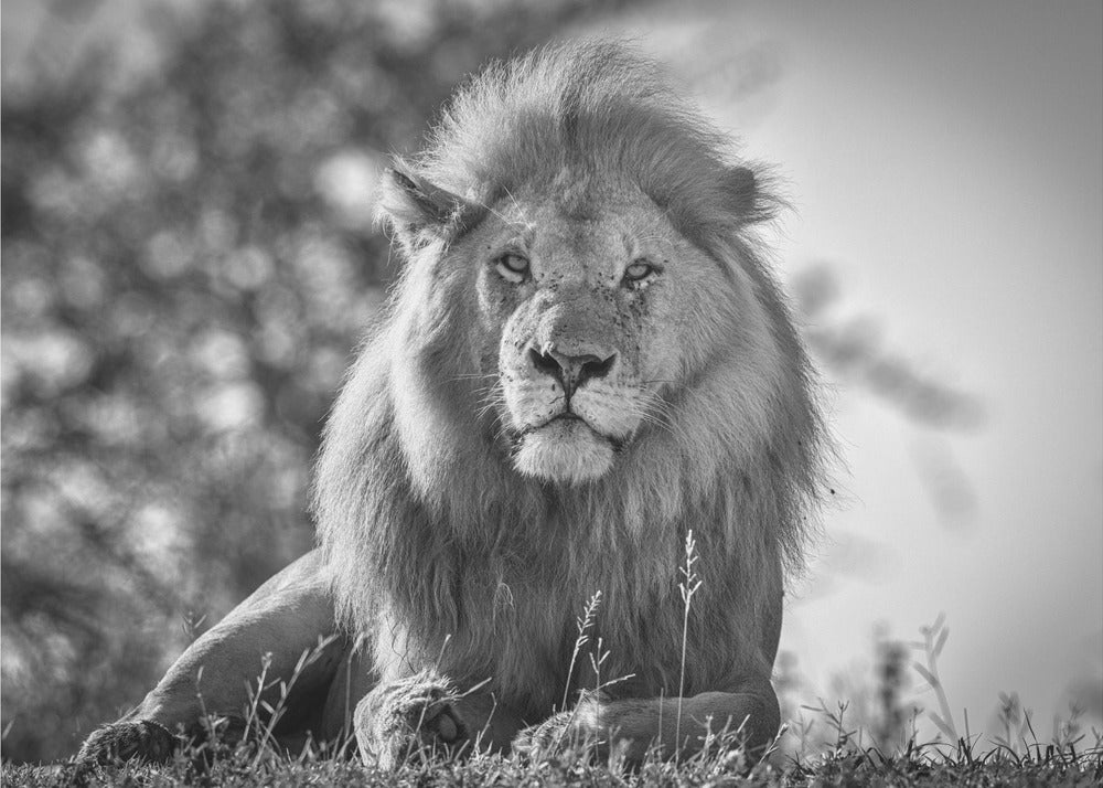 Monochromatische leeuwenkoning | Canvas