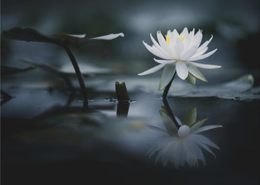 Reflectie | Canvas