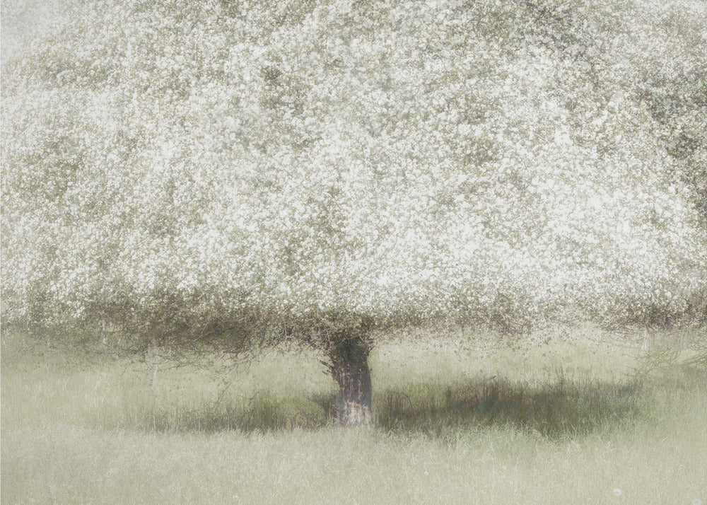 In de achtertuin | Canvas