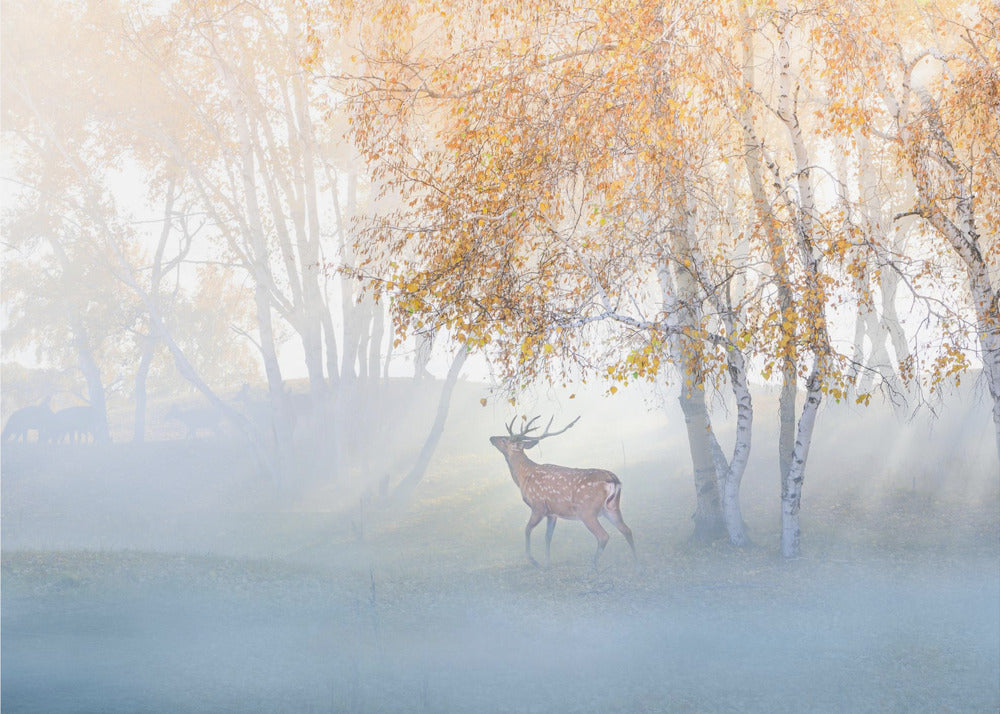 Elanden verdwaald in de mist | Poster