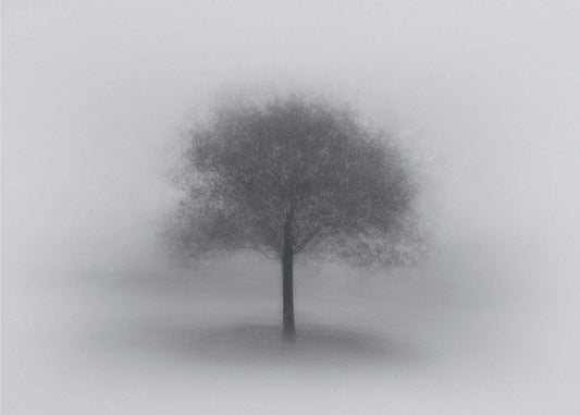 Boom in de mist | Achtergrond