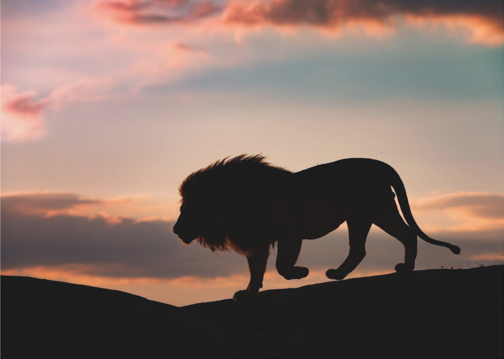 Zonsondergang in de Serengeti | Poster