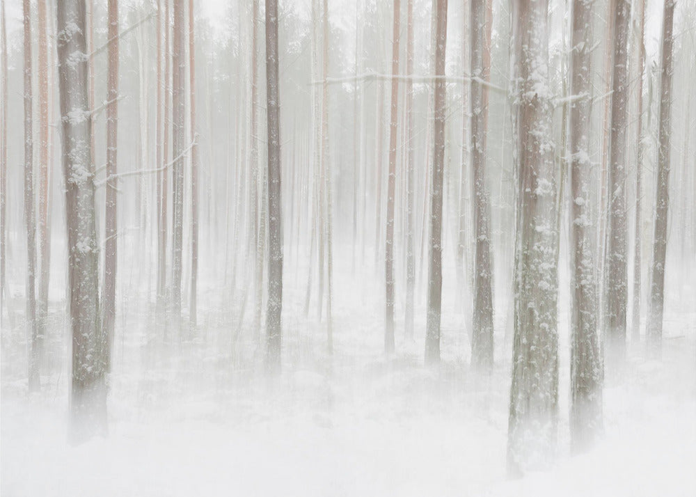 Winterbos in Zweden | Poster