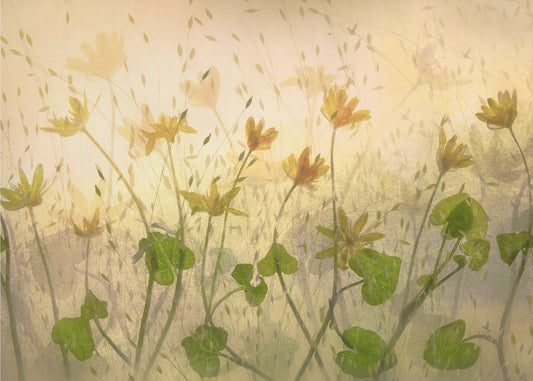 Zonnige bloemen | Poster