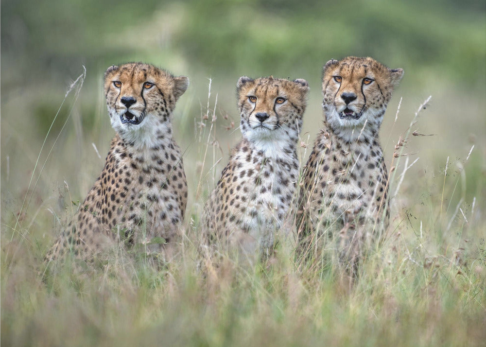 Cheetawelpen | Achtergrond
