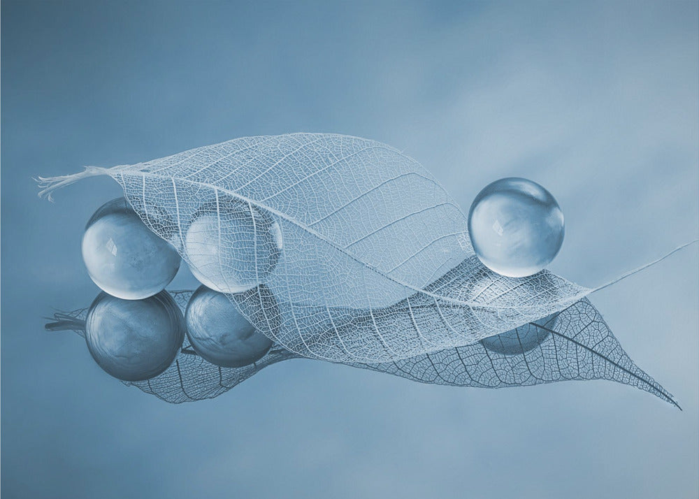 Droog blad en bubbels | Poster