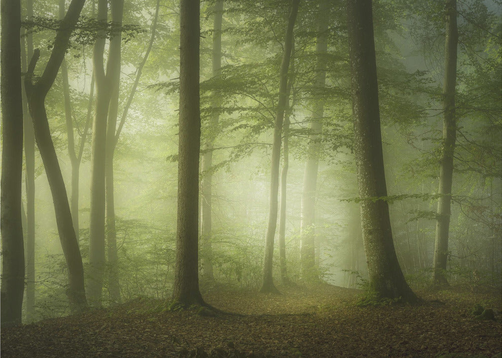 Mysterieuze lentemorgen | Behang