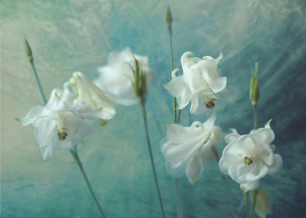 Crowns of Thorns | Canvas