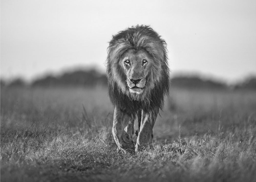 Oude jongen | Canvas