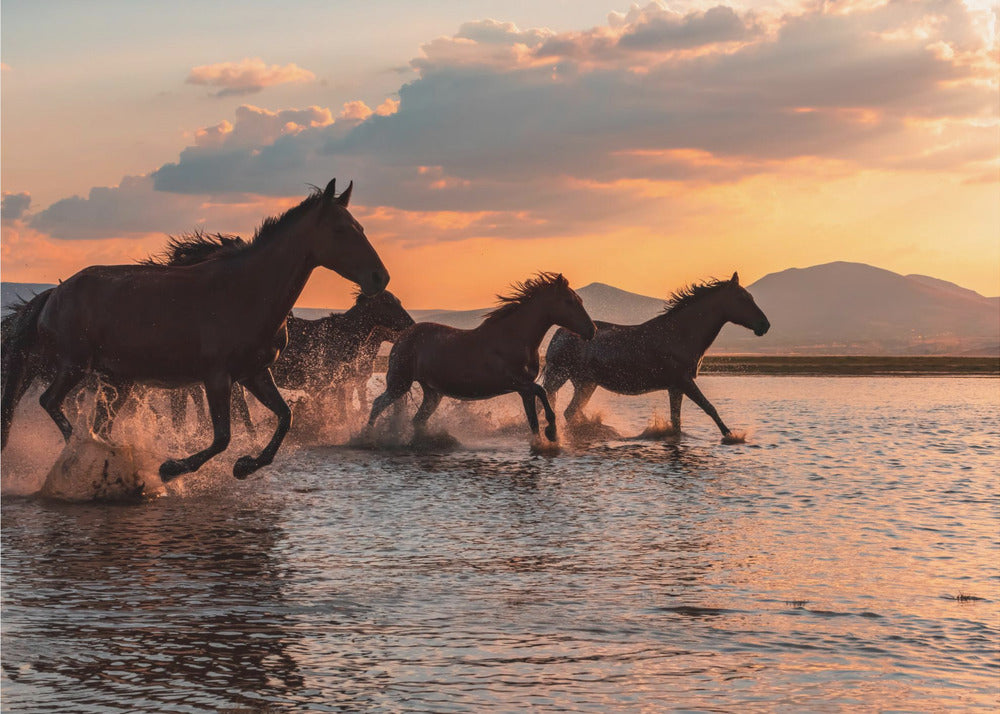 WATERPAARDEN | Poster