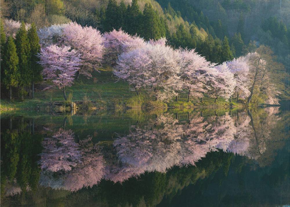 Sakura | Poster