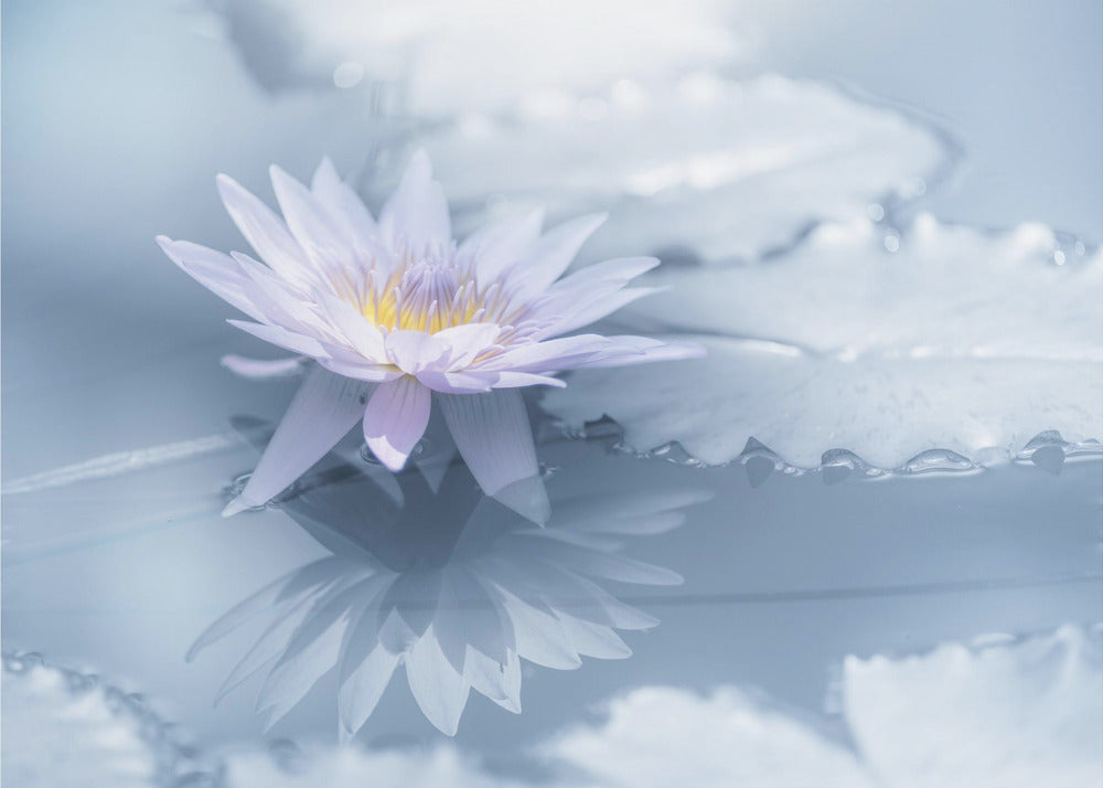 Reflection | Canvas